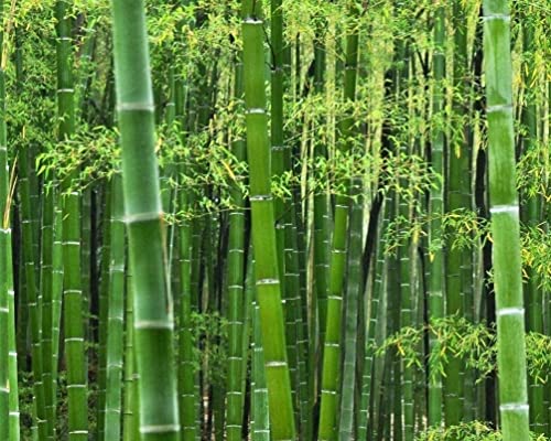 Bamboo Seeds - Start Growing Your Own Bamboo