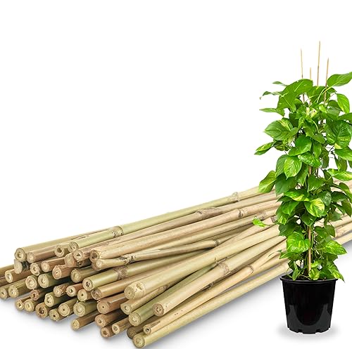Yowlieu 20 Pcs 18 inch Natural Bamboo Plant Support Stakes for Indoor Plants, Bamboo Sticks Poles Garden Bamboo Stakes for Potted Plants, Tomato, Beans